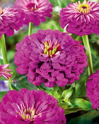 Cynia wytworna daliowa Purple Prince