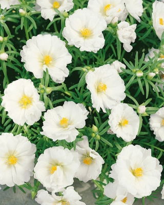 Portulaka pełna - biała