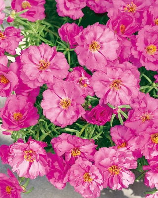 Portulaka pełna - różowa