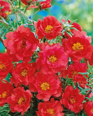 Portulaka pełna - czerwona