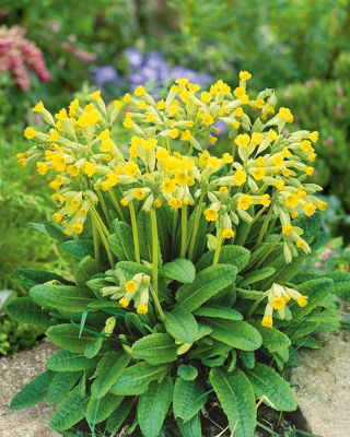 Pierwiosnek lekarski