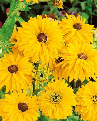 Rudbekia pełna - Golden Daisies