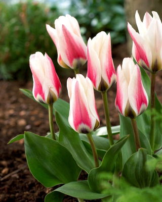 Tulipan Border Legend - GIGA paczka! - 250 cebulek