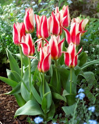 Tulipan Buddy - 5 cebulek