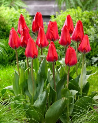 Tulipan Dirk - 5 cebulek