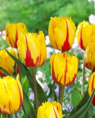Tulipan Flamenco - 5 cebulek
