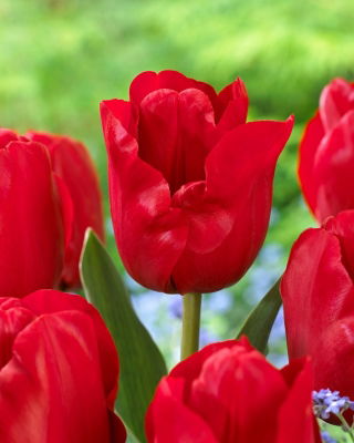 Tulipan Heleen Valstar - 5 cebulek
