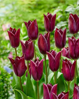 Tulipan Indeland - 5 cebulek
