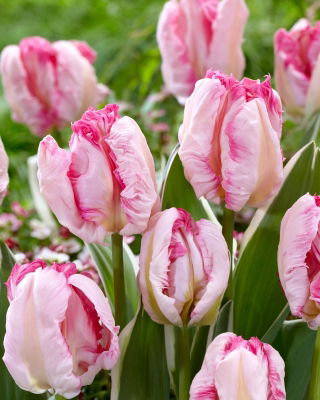 Tulipan Parrot Pinkvision - 5 cebulek
