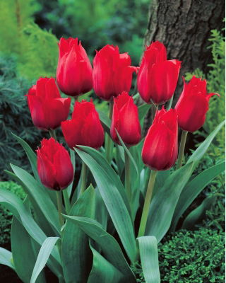 Tulipan Princesse Charmante - duża paczka! - 50 cebulek