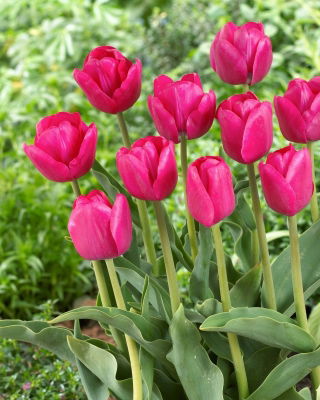 Tulipan Purk - 5 cebulek