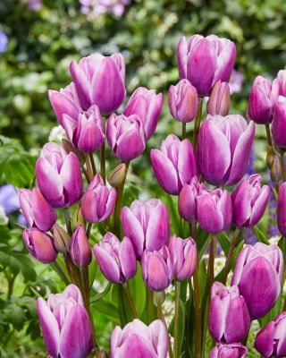 Tulipan Purple Elegance - 5 cebulek
