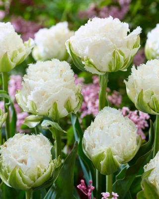 Tulipan Snow Crystal - 5 cebulek