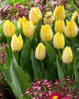 Tulipan Sunny Prince - 5 cebulek