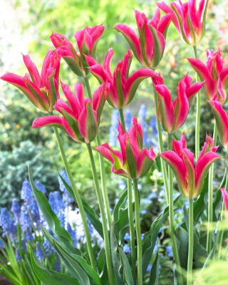 Tulipan Virichic - 5 cebulek