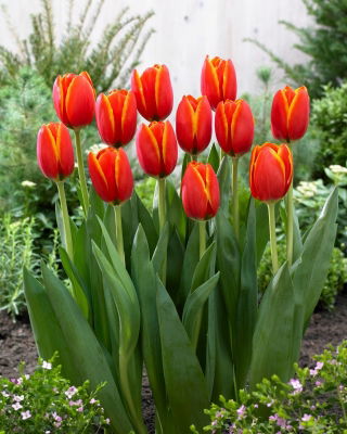 Tulipan World Favourite - 5 cebulek