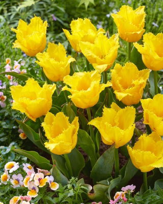 Tulipan Stuttgart - duża paczka! - 50 cebulek