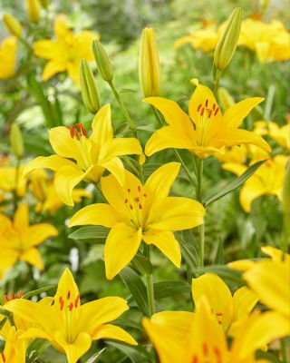 Lilia azjatycka - Rapid Yellow - 1 cebula