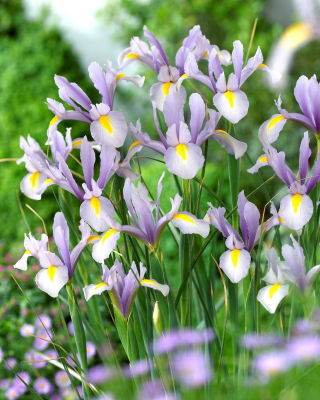 Irys holenderski - King Mauve - 10 cebulek