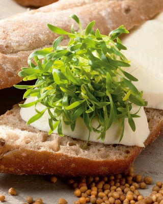 Nasiona na kiełki - Kolendra