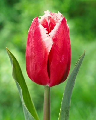 Tulipan Canasta - 5 cebulek