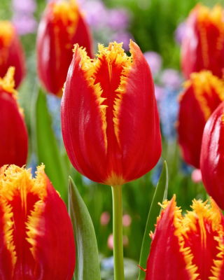 Tulipan Fabio - 5 szt.