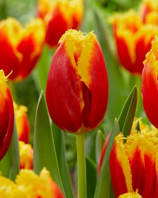 Tulipan Davenport - 5 szt.
