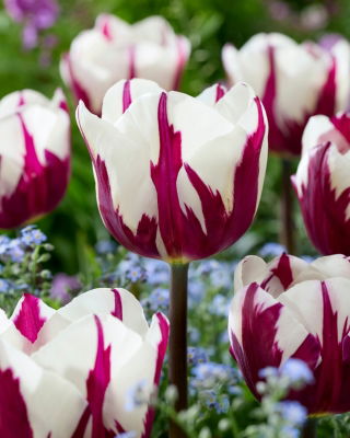 Tulipan Rems Favourite - 5 szt.