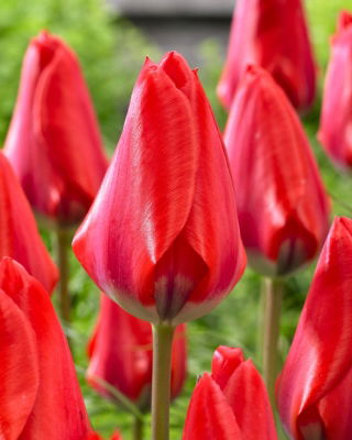 Tulipan Dirk - 5 cebulek