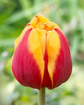 Tulipan Givenchy - 5 cebulek