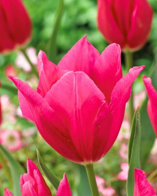 Tulipan Lilyrosa - 5 cebulek
