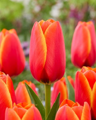Tulipan World Favourite - 5 cebulek
