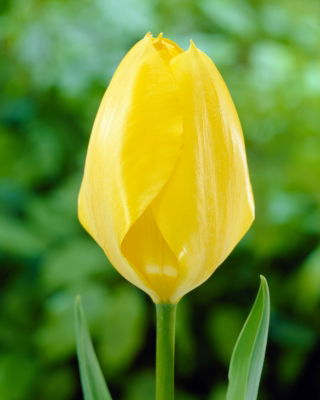 Tulipan Yellow Purissima - 5 cebulek