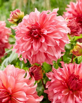 Dalia - Islander - GIGA paczka! - 50 szt.