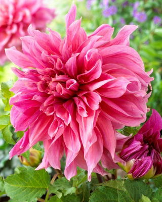 Dalia - Myrtle's Folly - GIGA paczka! - 50 szt.