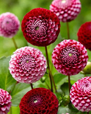 Dalia - Chick a Dee US - GIGA paczka! - 50 szt.