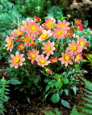 Dalia - Topmix Salmon - GIGA paczka! - 50 szt.