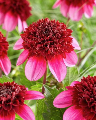 Dalia - Poodle Skirt - GIGA paczka! - 50 szt.