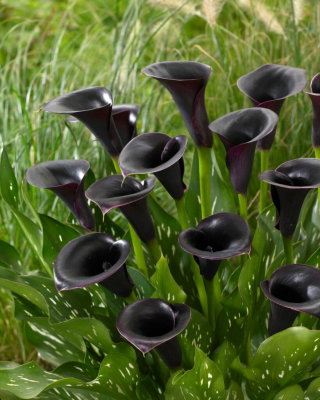 Calla Cantor - GIGA paczka! - 50 cebulek