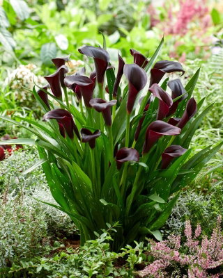 Calla Odessa - GIGA paczka! - 50 cebulek