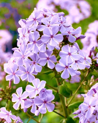 Floks (Phlox) - Płomyk wiechowaty - All In One - duża paczka! - 10 szt.