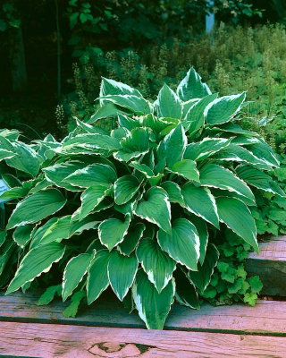 Funkia - Hosta Crispula - duża paczka! - 10 szt.