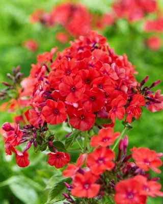 Floks (Phlox) - Płomyk wiechowaty - Orange Perfection - GIGA paczka! - 50 szt.