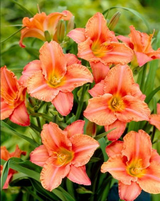 Liliowiec South Seas - GIGA paczka! - 50 szt.