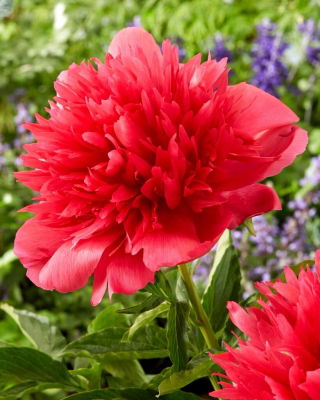 Piwonia, Paeonia - Many Happy Returns - sadzonka - GIGA paczka! - 50 szt.