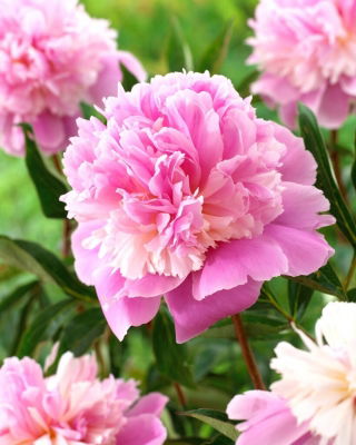 Piwonia, Paeonia - Sorbet - sadzonka - GIGA paczka! - 50 szt.