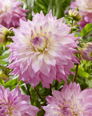 Dalia - Sir Alf Ramsey - GIGA paczka! - 50 szt.