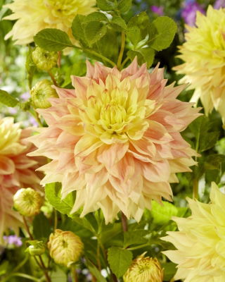 Dalia - Advance Us - GIGA paczka! - 50 szt.