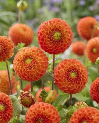 Dalia - Bantling - duża paczka! - 10 szt.