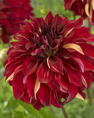 Dalia - Bohemian Spartacus - duża paczka! - 10 szt.